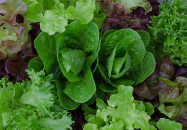 Taze karışık yeşil ve mor salata yakın çekim