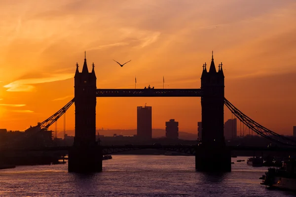 Londyn, Anglia - sylwetka kultowego mostu Tower Bridge o świcie z latania seagull i pomarańczowe niebo — Zdjęcie stockowe