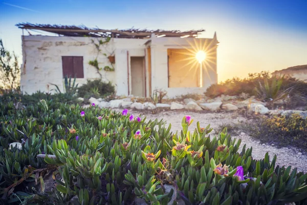 Malta - Fiori alla luce del sole con cabina weekend sullo sfondo vicino alla baia di San Tommaso all'alba — Foto Stock