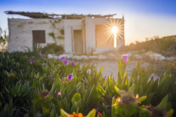 Malta - kleine Blumen im Sonnenlicht mit Wochenendhaus im Hintergrund — Stockfoto