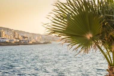 Palmiye ağacı - Malta ile gün batımında Bugibba görünümü