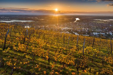 Tokaj, Macaristan - Tokaj kasabası ile Tokaj şarap bölgesinin dünyaca ünlü Macar üzüm bağlarının havadan görünüşü ve sıcak bir sonbahar sabahı arka planda altın gün doğumu