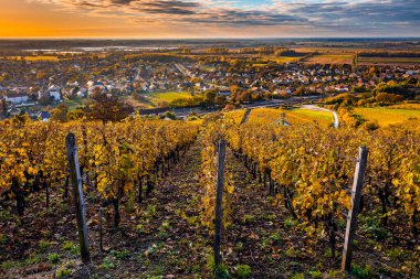 Tokaj, Macaristan - Tokaj şarap bölgesinin dünyaca ünlü Macar üzüm bağları, sıcak, altın renginde bir sonbahar sabahı alındı. Tokaj kasabası ve arka planda güzel altın gün doğumu