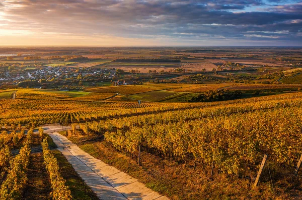 Tokaj, Hungary - Aerial view of the world famous Hungarian vineyards of Tokaj wine region with town of Tokaj at background on a warm autumn morning
