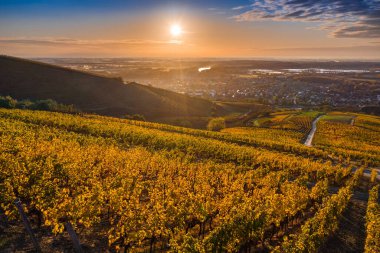 Tokaj, Macaristan - Tokaj kasabası ile Tokaj şarap bölgesinin dünyaca ünlü Macar üzüm bağlarının havadan görünüşü ve sıcak bir sonbahar sabahı arka planda yükselen altın güneş