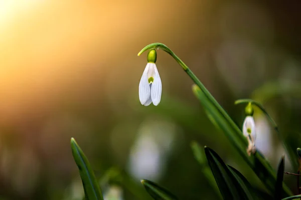 Snowdrop Common Snowdrop Galanthus Nivalis Flower Forest Warm Sunshine Springtime — Stock Photo, Image