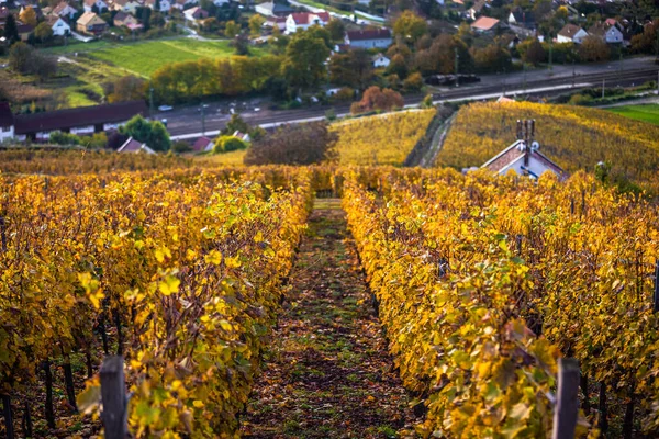 Tokaj Угорщина Всесвітньо Відомі Угорські Виноградники Регіону Токай Взяті Теплого — стокове фото