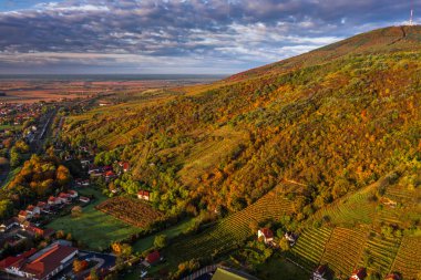 Tokaj, Macaristan - Sıcak bir sonbahar sabahı Tokaj 'ın şarap bölgesinin tepelerindeki altın üzüm bağlarının havadan görünüşü. Mavi gökyüzü ve bulutlar