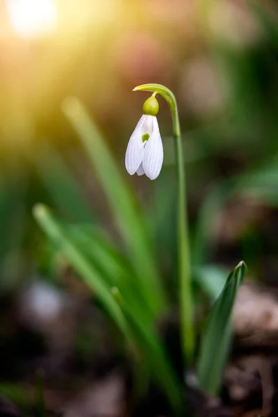 Snowdrop Common Snowdrop Galanthus Nivalis Flower Forest Warm Sunshine Springtime — Stock Photo, Image