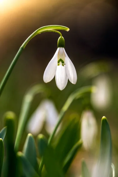 Snowdrop Common Snowdrop Galanthus Nivalis Flower Forest Warm Sunshine Springtime — Stock Photo, Image