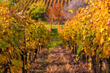 Tokaj, Macaristan - Tokaj şarap bölgesinin dünyaca ünlü Macar üzüm bağları, sıcak, altın renginde bir sonbahar sabahı alındı. Sıcak sonbahar renkleri, seçici odak