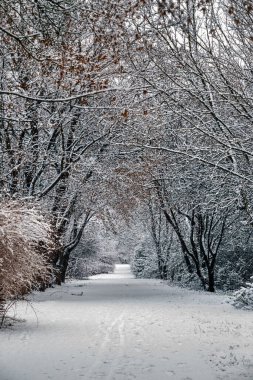 Budapeşte, Macaristan - Budapeşte yakınlarındaki kış ormanlarında güzel karlı patika