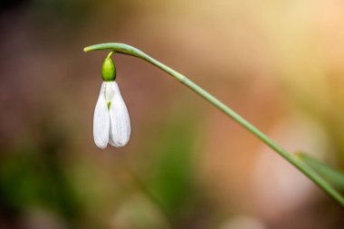 İlkbaharda ılık güneş ışığı ile ormanda kar damlası (Galanthus nivalis) çiçeği. Bahar mevsiminin ilk çiçekleri açıyor.