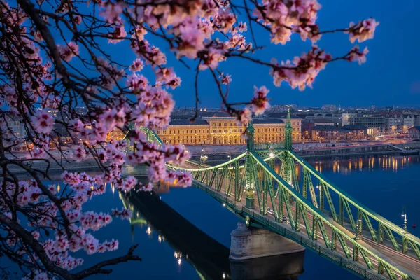 Budapešť Maďarsko Osvětlený Most Svobody Přes Dunaj Soumraku Třešňovým Kvítkem — Stock fotografie