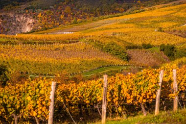 Tokaj, Macaristan - Tokaj şarap bölgesinin dünyaca ünlü Macar üzüm bağları, sıcak, altın renginde bir sonbahar sabahı alındı. Sıcak sonbahar renkleri, seçici odak