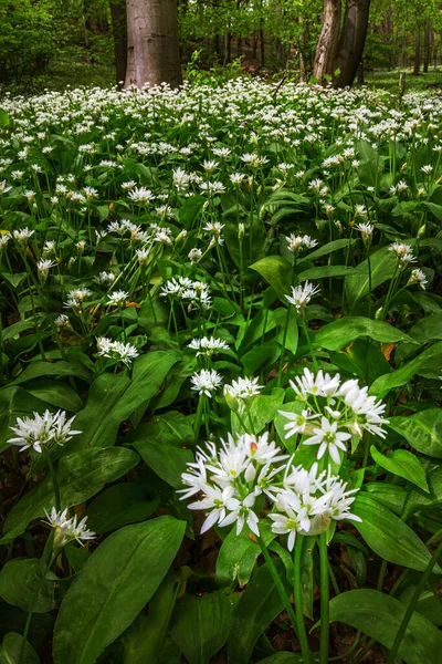 Mecsek Hungary White Wild Garlic Flowers Allium Ursinum Ramsons Blooming — Stock Photo, Image