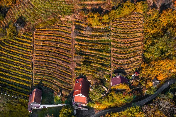 Tokaj, Hungary - Aerial top down view of the world famous Hungarian vineyards of Tokaj wine region with wine cellars on a warm autumn morning