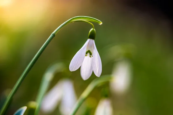 Snowdrop Common Snowdrop Galanthus Nivalis Flower Forest Warm Sunshine Springtime — Stock Photo, Image