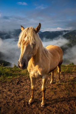 Slovenia, Europe - Golden fir horse at the Alps of Slovenia near Jamnik with clouds and fog at background on a summer morning