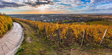 Tokaj, Macaristan - Tokaj şarap bölgesinin dünyaca ünlü Macar üzüm bağlarının panoramik manzarası gün doğumunda ılık, altın renginde bir sonbahar sabahı çekildi 