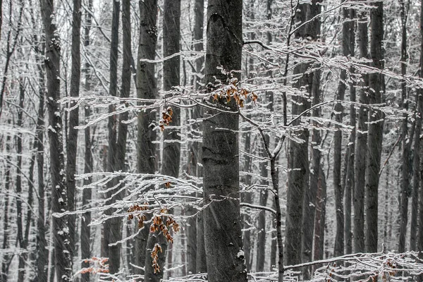 Kekesteto Ungarn Der Verschneite Wald Des Matra Gebirges Einem Kalten — Stockfoto