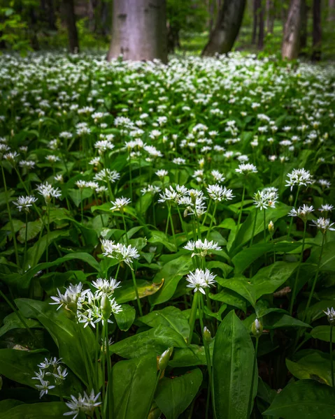 Mecsek Hungary White Wild Garlic Flowers Allium Ursinum Ramsons Blooming — Stock Photo, Image