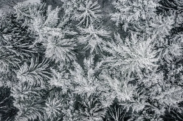 Кекестето Венгрия Вид Сверху Снежные Сосны Сверху Время Снегопада Горе — стоковое фото