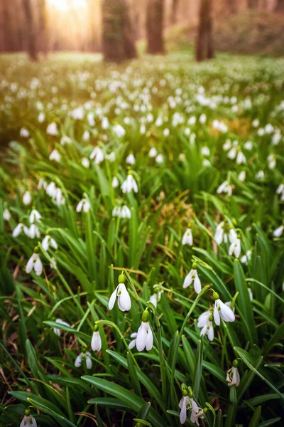 Alcsutdoboz Hungary Beautiful Field Snowdrop Flowers Galanthus Nivalis Forest Alcsutdoboz — Stock Photo, Image