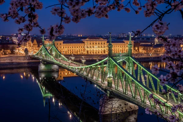 Budapest Magyarország Világító Szabadság Híd Duna Felett Alkonyatkor Cseresznyevirágfával Gellért — Stock Fotó