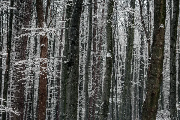 ハンガリーのケケステト 寒い冬の日に雪の中でマトラ山の雪の森 — ストック写真