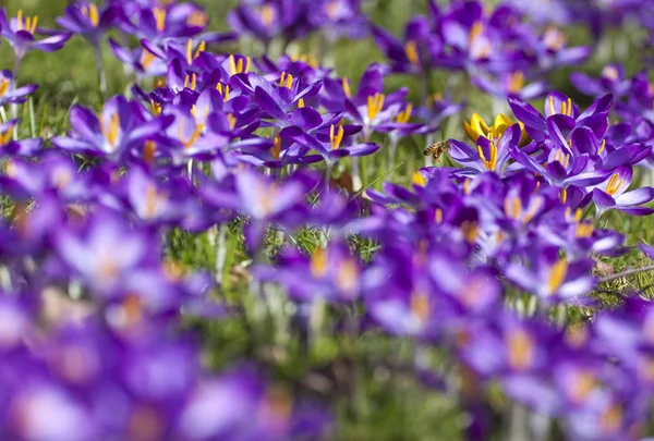 Fiori di croco viola con ape sullo sfondo, Londra, Regno Unito — Foto Stock