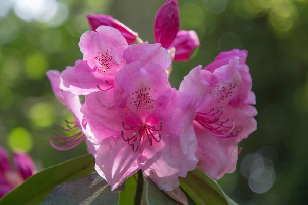 Purpurroter Rhododendron in Nahaufnahme — Stockfoto