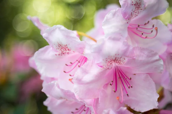 Rododendro rosa close-up — Fotografia de Stock