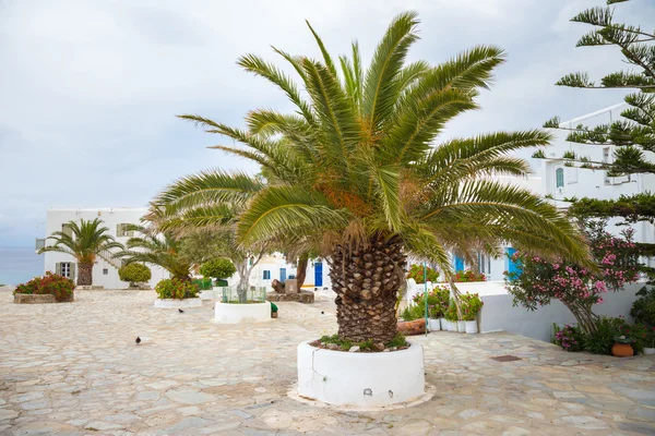 Palmier sur la ville de Mykonos, Grèce — Photo