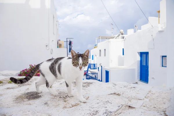 Macska az utcán, Mykonos, Görögország — Stock Fotó