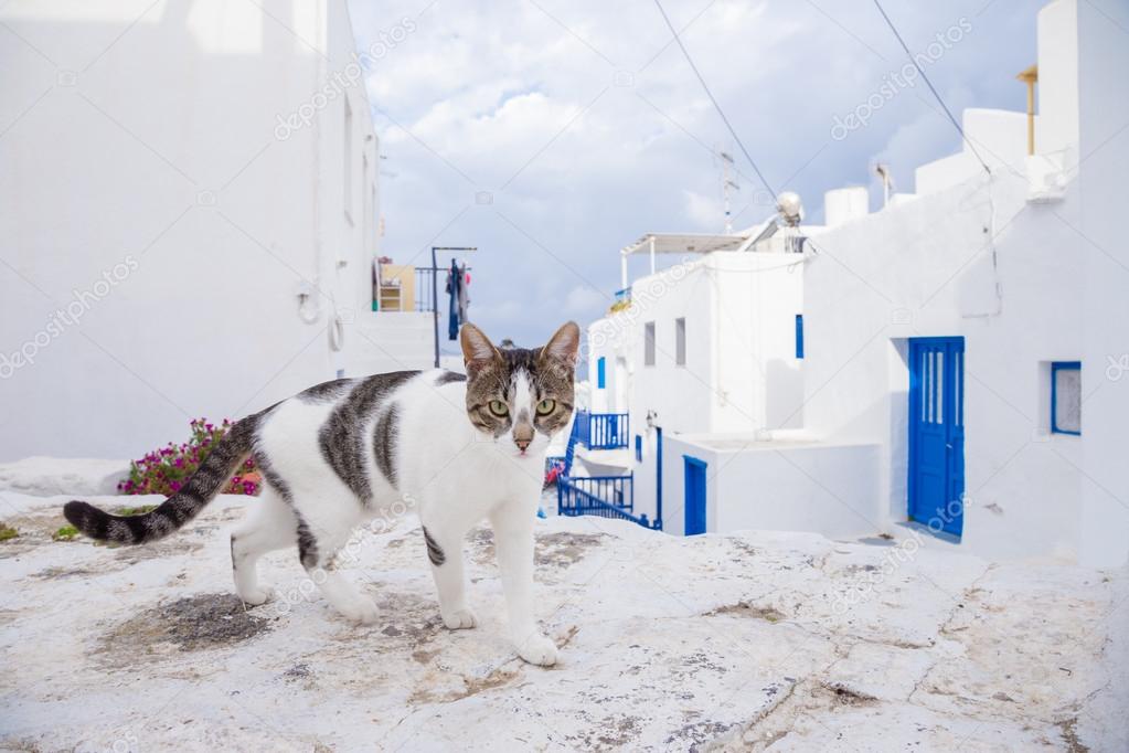 Cat on the street of Mykonos, Greece