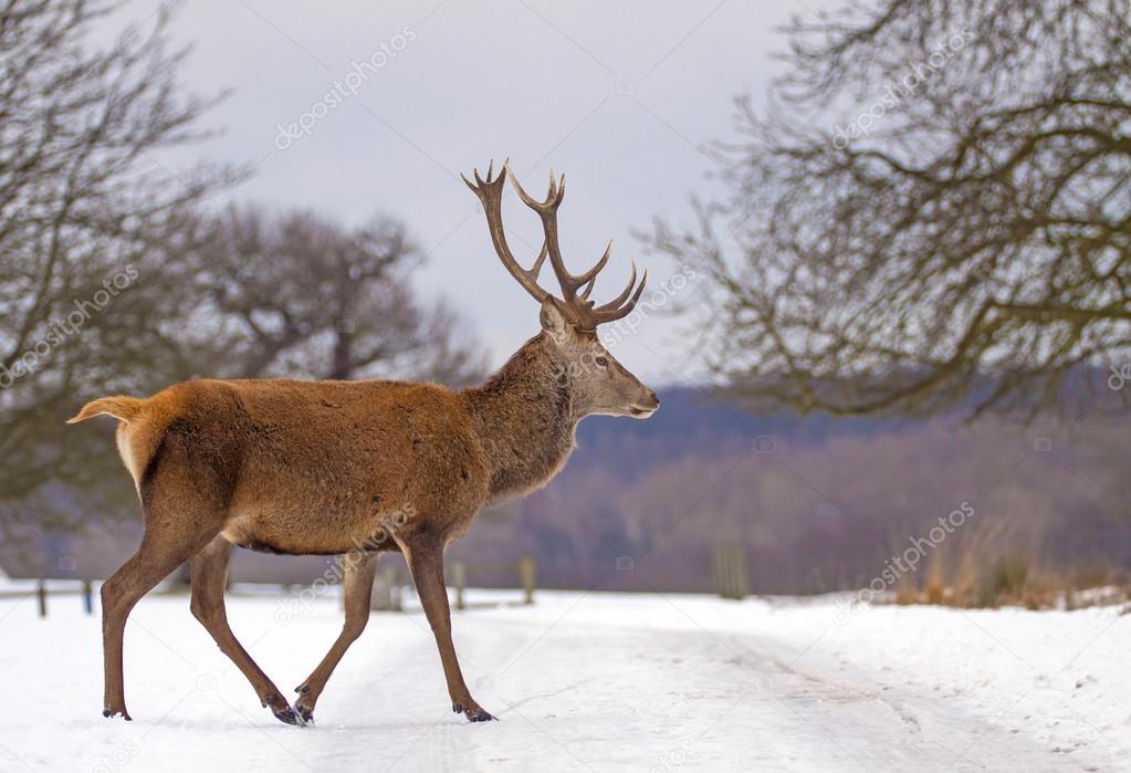 Red deer in a snowy park