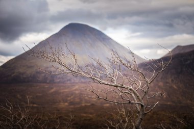 İskoç Dağlık Bölgesi. Arka planda Glamaig dağ ile Skye Isle Lonely ağaç - Isle of Skye, İskoçya, İngiltere