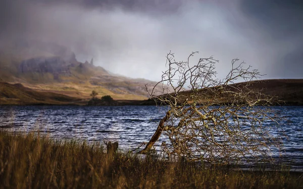 Magányos fa a Loch Fada szigeten Skye a híres Old Man, ha Storr a háttérben-Skócia, uk — Stock Fotó