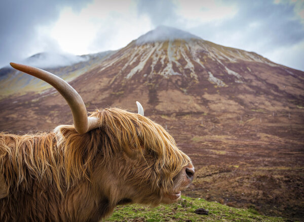 Side portrait of a Highland Cattle at the Glamaig mountains on Isle of Skye, Scotland, UK