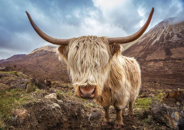 Uzavřete portrét Highlandské krávy v pohoří Glamaig na ostrově Skye, Skotsko, Spojené království — Stock fotografie