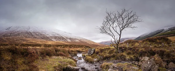 Samotne drzewo w Fairy Pools na śnieżny dzień na wyspie Skye-Szkocja, Wielka Brytania — Zdjęcie stockowe