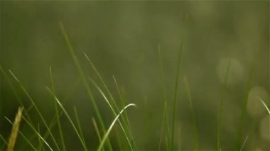 Yeşil çim dalgaları Rüzgar tarafından taşındı