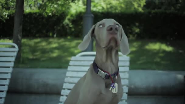 Веймаранерская охотничья собака стоит на скамейке запасных — стоковое видео