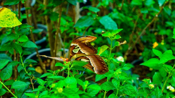 Großer Schmetterling im Dschungel — Stockfoto