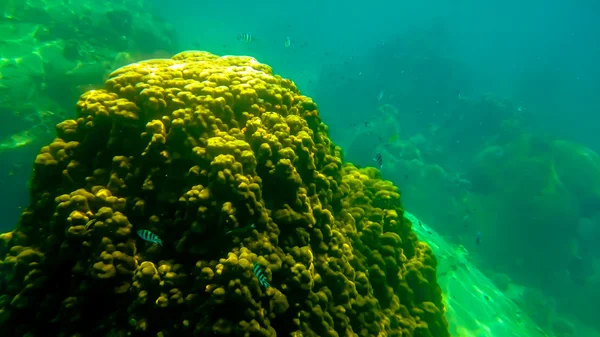 Koh Tao bajo el agua — Foto de Stock