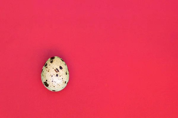 薄い赤の表面に1つのウズラの卵 トップビュー テキストのための空の場所 ミニマリズム — ストック写真
