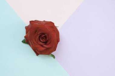 Pastel mavi pembe ve eflatun arkaplan manzaralı koyu kırmızı gül çiçeği. Düz stil minimalizmi