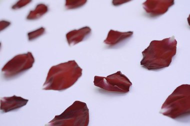 Pastel eflatun kaplamalı koyu kırmızı gül yaprakları. Sevgililer Günü arkaplanı. Romantik bir sahne. Kadınlar ya da anneler günü için desenli desen