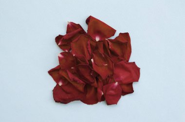 Pastel mavi arka planda koyu kırmızı gül yaprakları yığını. Kopya alanı olan Sevgililer Günü objeleri. Romantik sahne